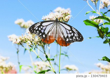 ヒヨドリバナで羽を広げるアサギマダラ ヒヨドリバナで羽を広げるアサギマダラ 130479403