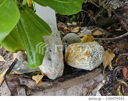 Coral Stones Under Plant Shade on Beach A collection of naturally weathered coral stones resting under the shade of a plant along a sandy beach. Coral Stones Under Plant Shade on Beach A collection of naturally weathered coral stones resting under the shade of a plant along a sandy beach. 130479581