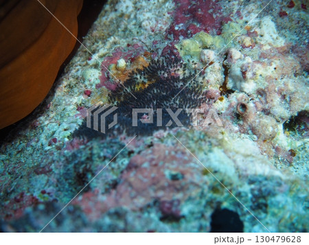 珊瑚の上にクマノミの卵　水中写真 130479628