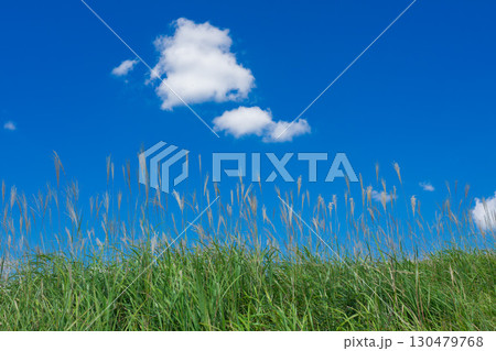青空に映えるススキ 青空に映えるススキ 130479768