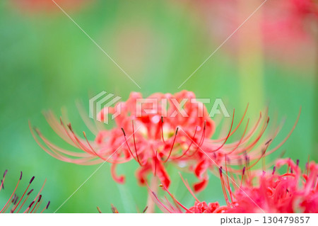 幻想的に咲く彼岸花 130479857
