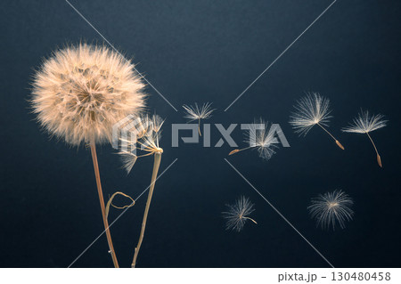 dandelion seeds fly from a flower on a dark blue background. botany and bloom growth propagation. 130480458