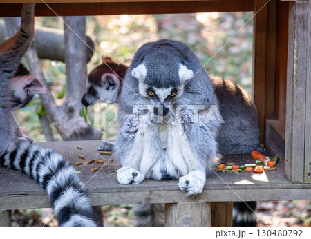 冬のワオキツネザル 130480792