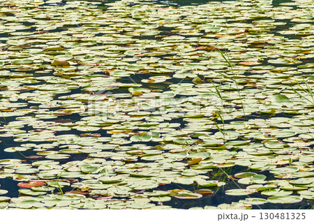Lake with water lily leaves 130481325