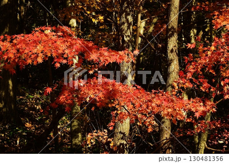 今年も楓が見事に紅葉しました 今年も楓が見事に紅葉しました 130481356