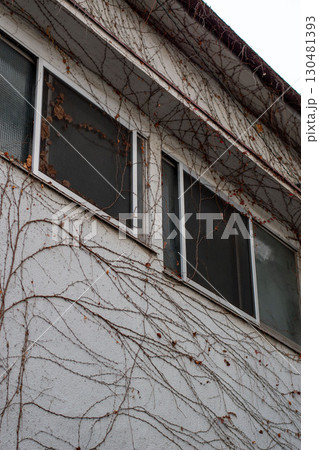 Old building wall with dried ivy vines and windows 130481393