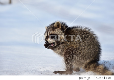 雪の上のアライグマ 130481456