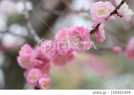 ピンク色の梅の花が咲いています 130481499