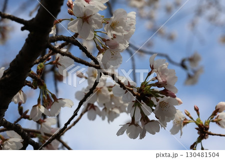 青空に映える桜 130481504