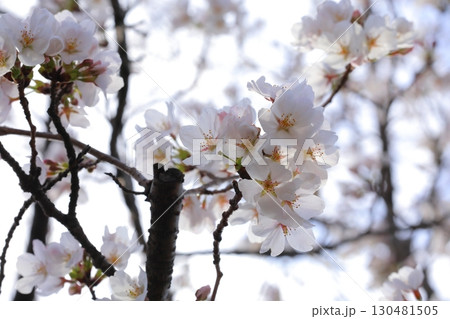桜咲く 130481505