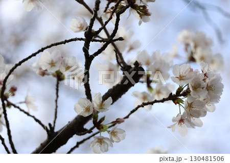 白い桜 白い桜 130481506
