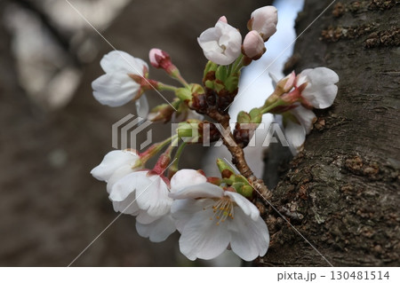 幹から咲いた桜 130481514