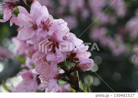 ピンク色の桜 ピンク色の桜 130481527