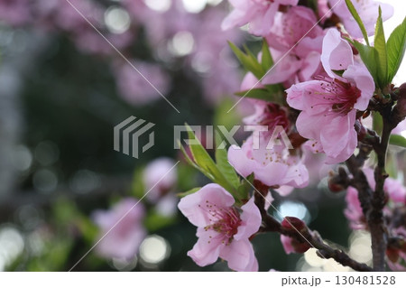 ピンク色の桜 130481528