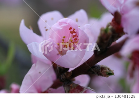 ピンク色の桜 130481529