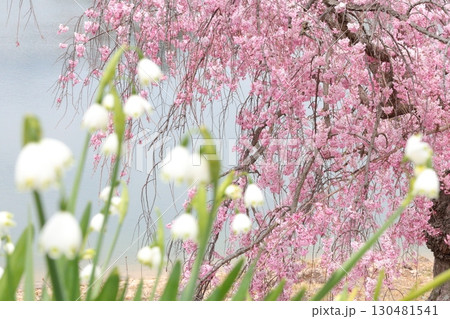 水辺に咲く桜とスズラン 水辺に咲く桜とスズラン 130481541