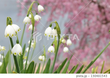 水辺に咲く桜とスズラン 水辺に咲く桜とスズラン 130481543