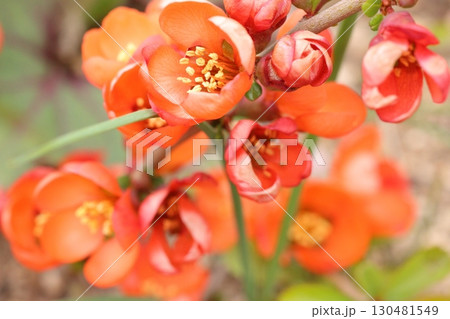 オレンジ色の花 130481549