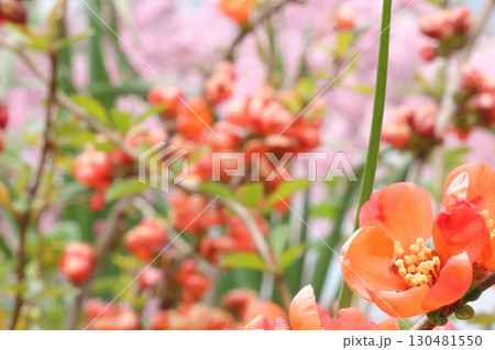 オレンジ色の花 オレンジ色の花 130481550