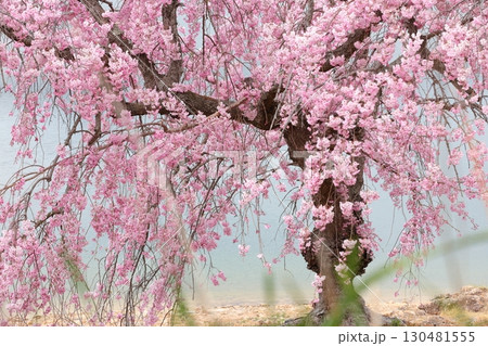 水辺の枝垂れ桜 水辺の枝垂れ桜 130481555