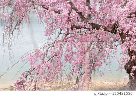 水辺の枝垂れ桜 水辺の枝垂れ桜 130481556