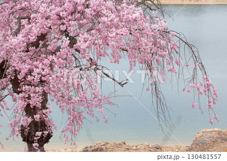 水辺の枝垂れ桜 130481557