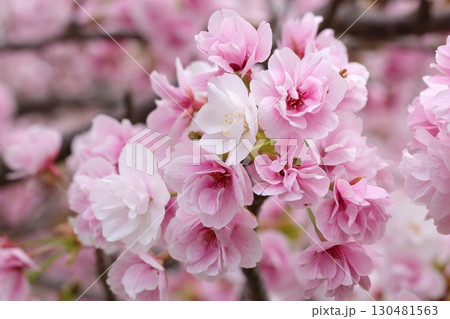 ピンク色の桜 ピンク色の桜 130481563