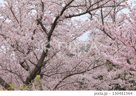 満開になった桜 満開になった桜 130481564