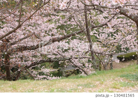 散っていく桜 散っていく桜 130481565