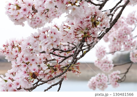 桜のある風景 桜のある風景 130481566
