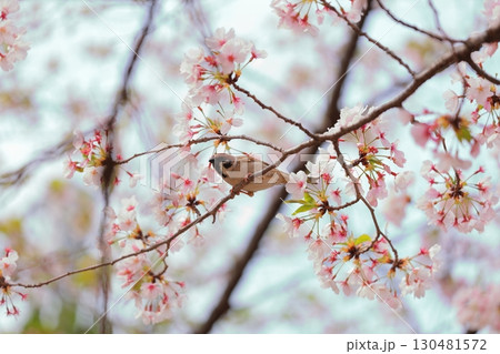 桜の枝にとまるスズメ 桜の枝にとまるスズメ 130481572