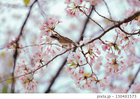 桜の枝にとまるスズメ 桜の枝にとまるスズメ 130481573