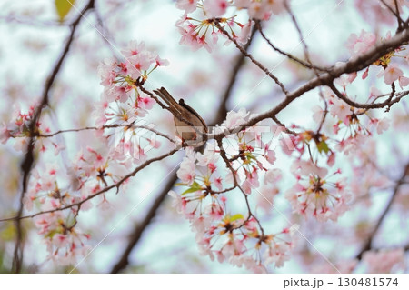 桜の枝にとまるスズメ 130481574