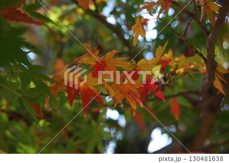 奈良公園の紅葉風景 奈良公園の紅葉風景 130481638