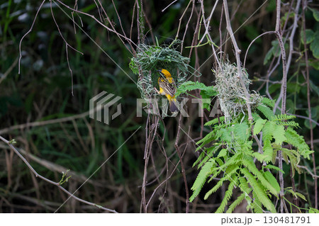 The yellow bird on Build nest from dry stick hay in nature The yellow bird on Build nest from dry stick hay in nature 130481791