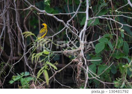The yellow bird on Build nest from dry stick hay in nature The yellow bird on Build nest from dry stick hay in nature 130481792
