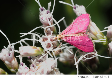 フジバカマの花に止まるアメリカピンクノメイガ フジバカマの花に止まるアメリカピンクノメイガ 130481801