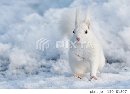 長年白エゾリスに逢うことができ感激しました 長年白エゾリスに逢うことができ感激しました 130481807