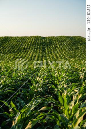 Corn plants growing in farmland field on hillside under summer sunlight 130481841