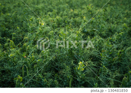 Green pea plants in farmland field with pods growing in summer season 130481850