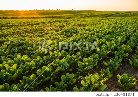 Rows of sugar beet plants in farmland soil under warm sunset sunlight Rows of sugar beet plants in farmland soil under warm sunset sunlight 130481871