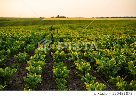 Sugar beet farmland field in summer countryside agriculture landscape at sunset Sugar beet farmland field in summer countryside agriculture landscape at sunset 130481872