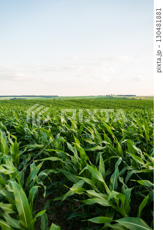 Green corn field under blue summer sky in rural farmland landscape Green corn field under blue summer sky in rural farmland landscape 130481881