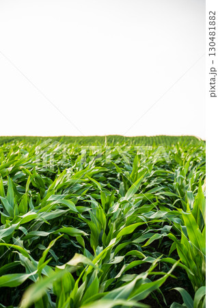 Green corn plants growing in rows on large farmland 130481882