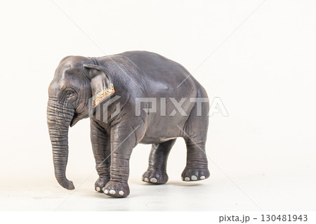 asian elephant on isolated background asian elephant on isolated background 130481943