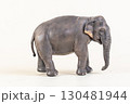 asian elephant on isolated background 130481944