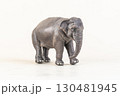 asian elephant on isolated background 130481945