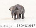 asian elephant on isolated background 130481947