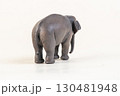 asian elephant on isolated background 130481948