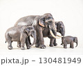 asian elephant on isolated background 130481949